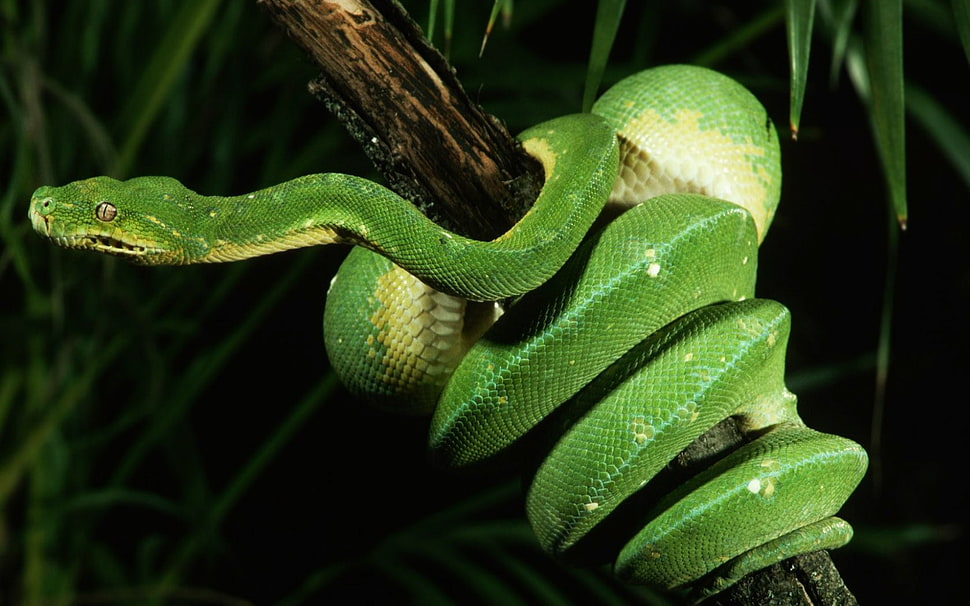 green snake on tree stem HD wallpaper